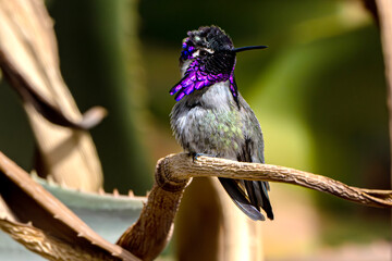 Costa's Hummingbird (Calypye costae) Photo, Isolated on a Transparent Background, Perched and Showing His Colors