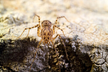  Araneae, Scytodidae, Spitting Spider (Scytodes thoracica) Sardinia, Italy
