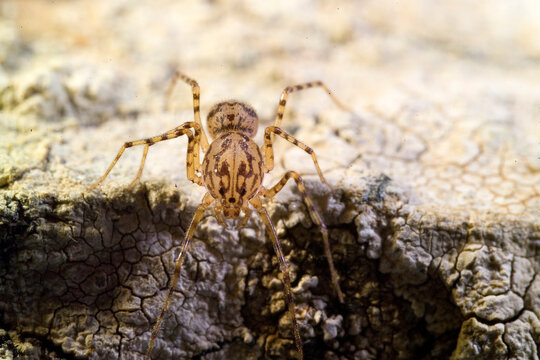 Araneae, Scytodidae, Spitting Spider (Scytodes thoracica) Sardinia, Italy