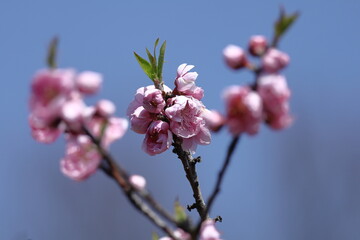 ひな祭りに飾る花