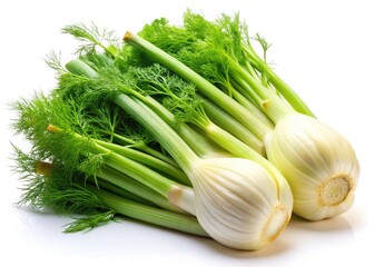 Fresh Fennel, White Background, High-Quality Photo