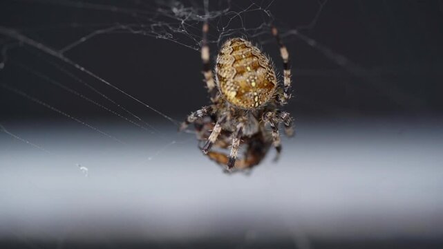 Small arachnid predator keeping his balance hanging on his web, while is covering his prey in silk. Close up shot