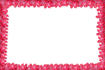 Pink Torch ginger, Torch ginger flower frame, Pink frame,  flowers frame. 