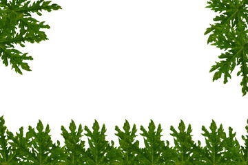Fototapeta premium green papaya leaves frame, papaya leaves, papaya leaves wallpaper. 