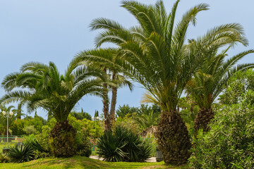 Palms trees Canary Island Date (Phoenix canariensis) with thick green foliage against clear blue sky, creating tropical and serene atmosphere. Ornithological park is located in Adler (Sirius).
