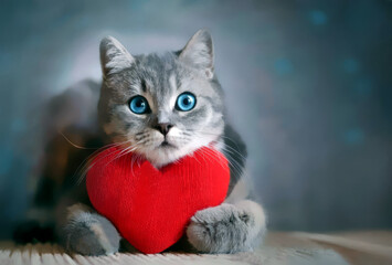 Cat holding a heart between her paws,Valentine's Day