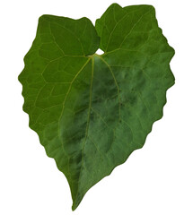 green leaf isolated on white.