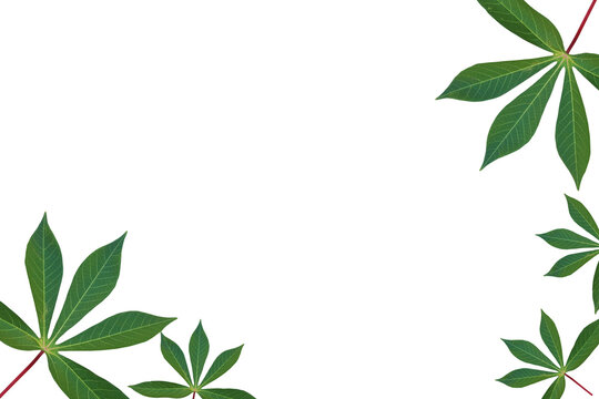 Green Cassava leaves on a white background.
