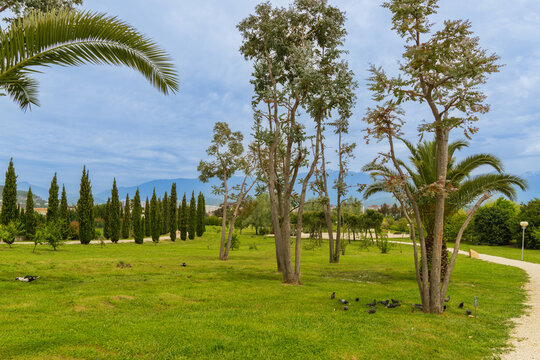 Quiet ornithological park in Adler (Sirius) with lush green grass, Eucalyptus ganna trees growing on lawn against clear blue sky. Peaceful and welcoming atmosphere for relaxation and leisure.