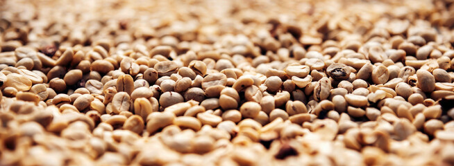 Banner Raw coffee beans heap dry green seed unroasted grain eco farm. Aroma espresso farm plant coffee bean agriculture objects. Banner Sun dried processing harvest arabica robusta with copy space