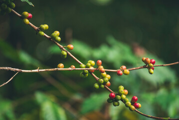 Green coffee bean berry plant fresh raw seed coffee tree growth in eco organic farm. Close up Green seed berries harvest arabica coffee garden. Fresh coffee bean green leaf bush ecology berry plant