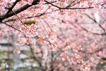 Bird is perched on branch of pink color sakura (Cherry) during blossom period