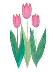 Three pink and purple tulips painted in watercolor. Hand drawing watercolor sketches.