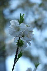 ひな祭りに飾る花
