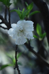 ひな祭りに飾る花