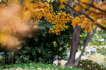 autumn trees in the park