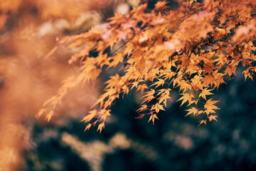 autumn leaves in the morning
