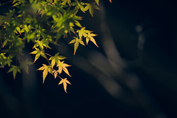 yellow autumn leaves