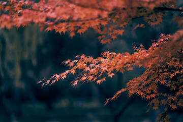 autumn leaves in the snow