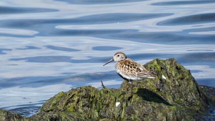 bird at the sea