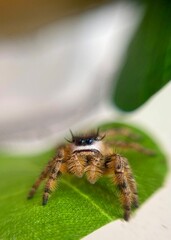 spider on a leaf