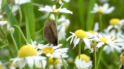 wild flowers in the grass with butterfly