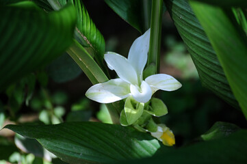 Saffron flower, an edible root widely used to season food and is a very healthy vegetable...