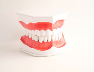 Dental teeth model on white background for learn about dentistry.