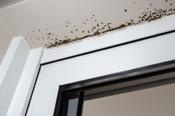 Close up of a window with an enormous amount of  mold at the corner of the wall.