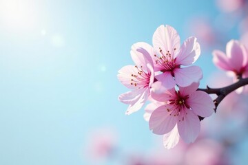 Obraz premium Soft plum blossom against the pale blue horizon, soft, blue sky