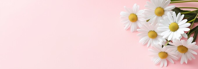 Fototapeta premium Daisies on Light Pink