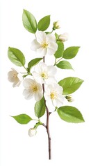 Obraz premium White Blossoms Beauty