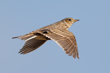 Eurasian skylark in flight