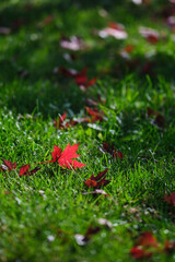 red autumn leaves