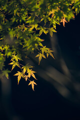 autumn leaves in the wind