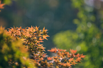 yellow autumn leaves