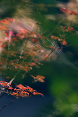 autumn leaves in the forest