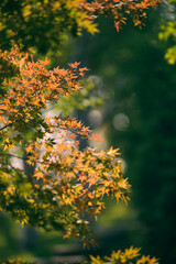 autumn leaves in the forest