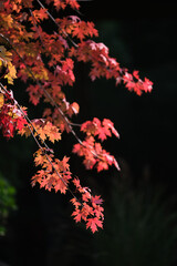 red maple leaves