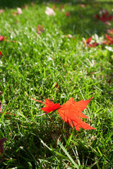 red maple leaf on green grass