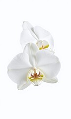 Fototapeta premium white orchid flower