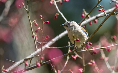 red backed shrike on branch