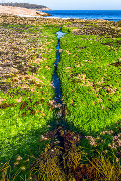 Stretch of grass in the foreground of the ocean.