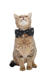 Tabby cat wearing a black bow tie looking up. Ideal for pet fashion, advertising, branding, or greeting card designs.