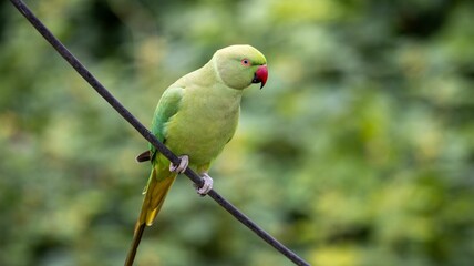 Green Parrot on a Wire