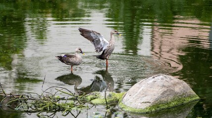 Ducks on a tranquil pond