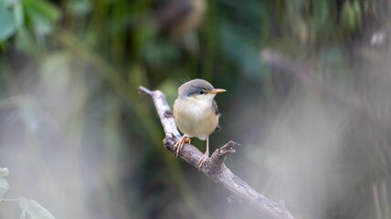 Small bird perched on a branch in nature.