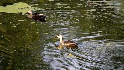 Spot-billed Ducks swimming in a pond