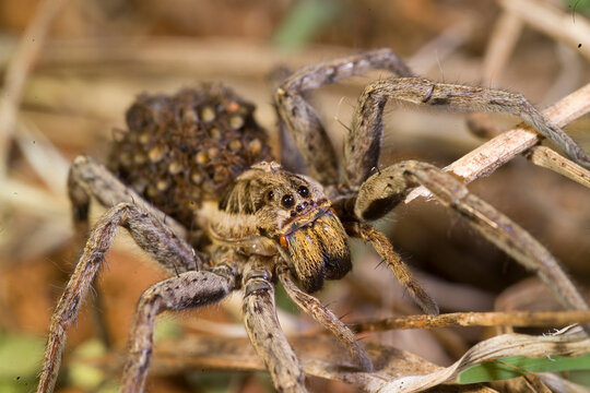 wolf spider on the ground, with babies on her back or abdomen. Sardinia, Italy