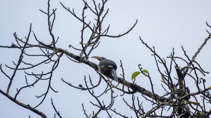 Malabar Grey Hornbill on a tree branch